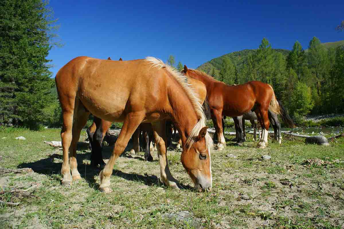 altai-horse-breed-profile-facts-traits-groom-coats-more-horserule