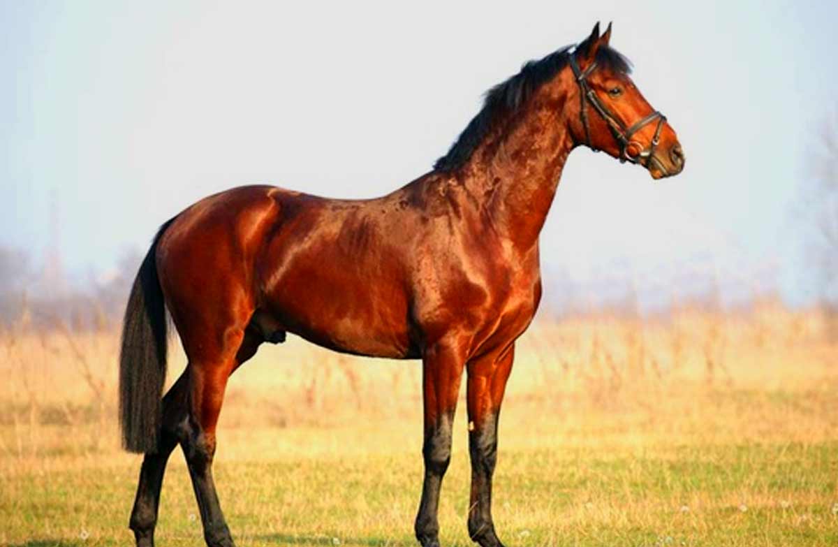 east-bulgarian-horse-profile-facts-traits-groom-care-horserule