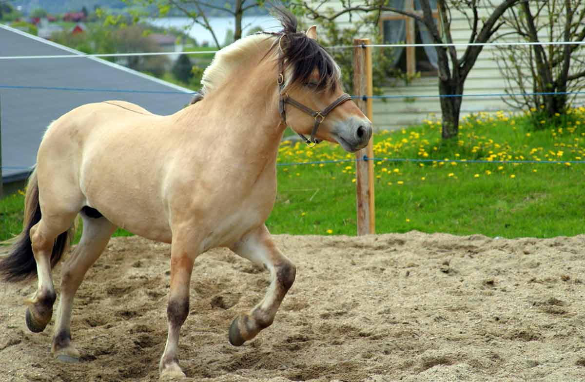 Fjord Horse Profile: Facts, Traits, Groom, Care, Health, Diet - HorseRule