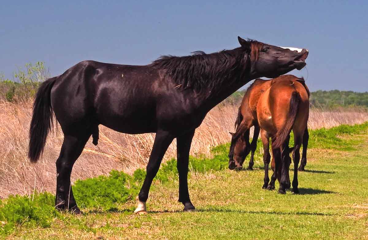 Florida Cracker Horse Profile: Facts, Traits, Groom, Care, Diet - HorseRule