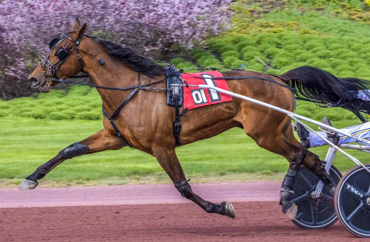 French Trotter Horse Profile: Facts, Traits, Groom, Care, Diet - HorseRule