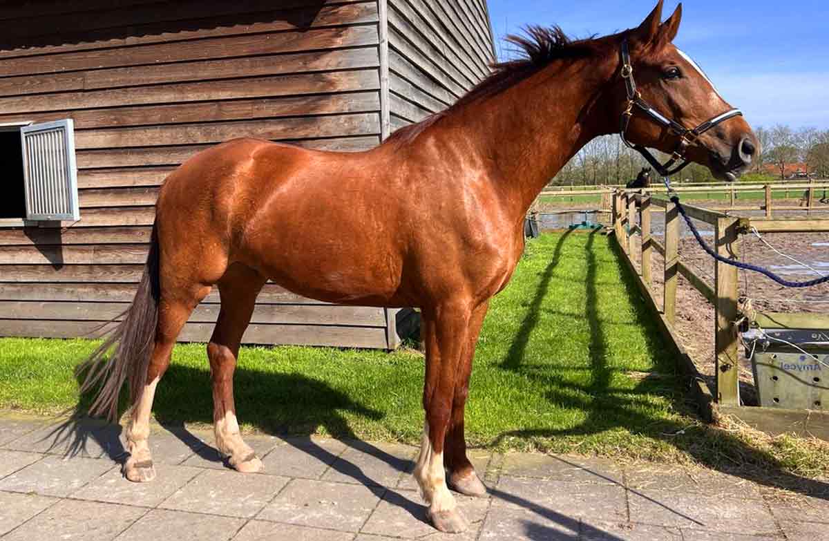 Gelderland Horse Profile: Facts, Traits, Groom, Care, Health - HorseRule